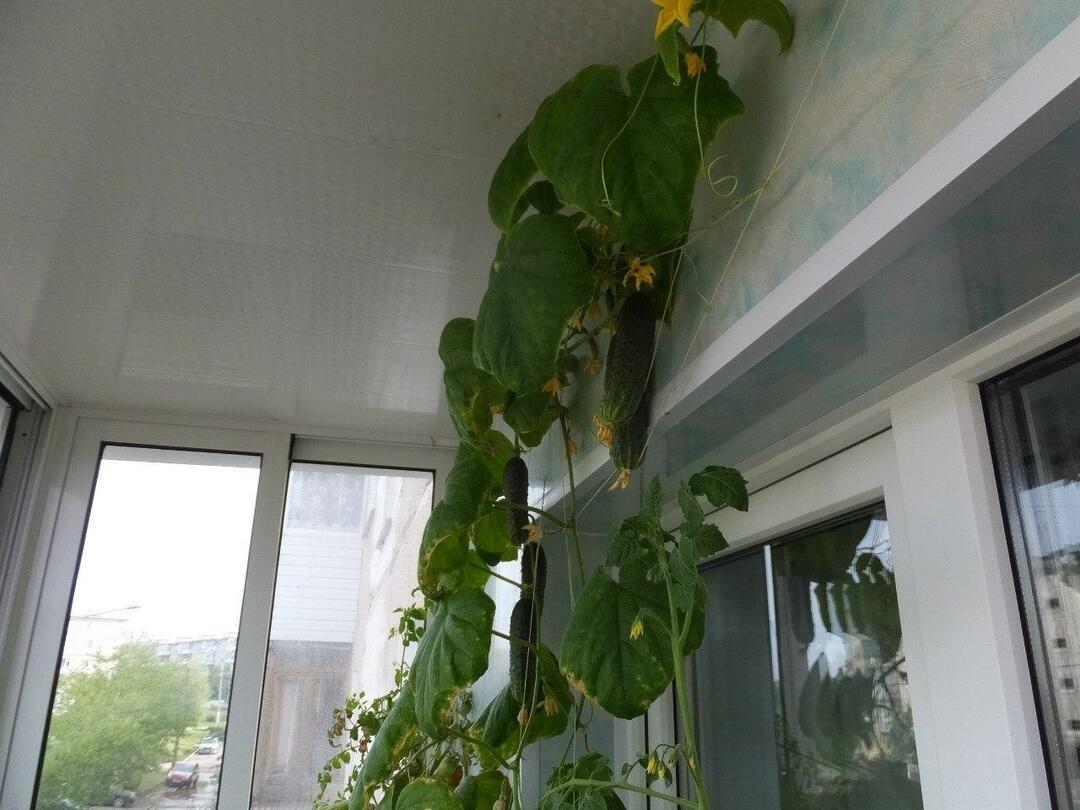 Grow cucumbers on the balcony is realistic