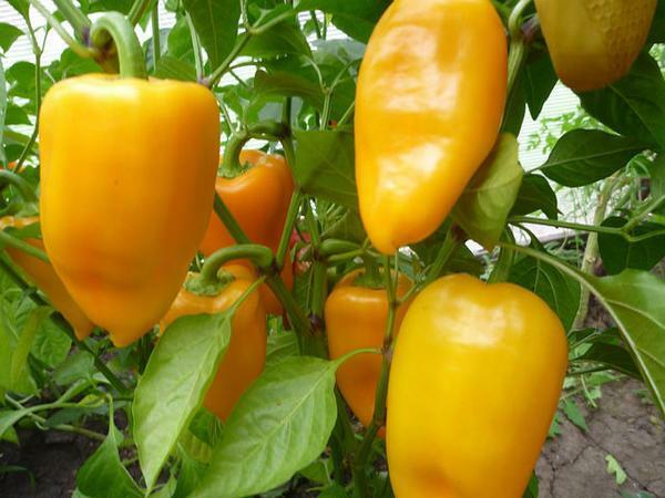 Groene paprika's in een kas: de teelt van paprika, zorg, de beste rassen, het planten in een kas