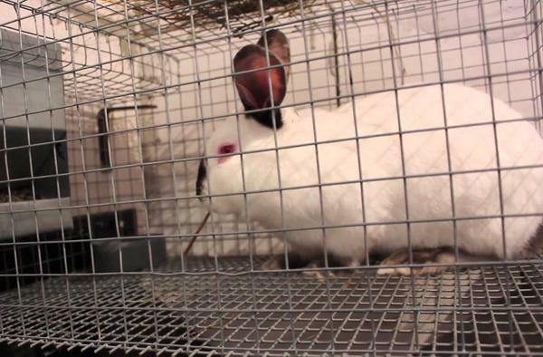 Wenn der Gehalt der Kaninchen im Gewächshaus sollte in getrennten Zellen gebracht werden
