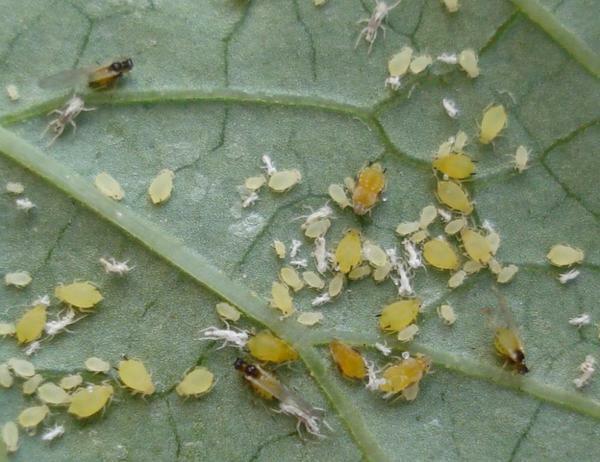 Start en kamp med bladlus skal være den første påvisning af individer, fordi det kan ødelægge afgrøden