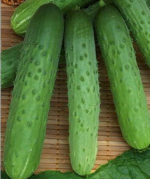 I più popolari ibridi beloshipye grumoso con frutta bel colore verde brillante di 15-22 cm