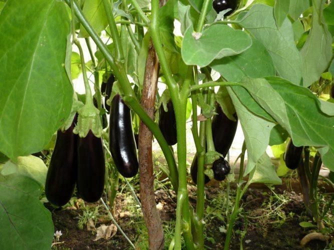 Eggplant is a perennial herbaceous plant, grown as an annual
