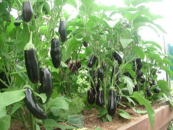 If the greenhouse is small, then it is not recommended to plant tall tall eggplants