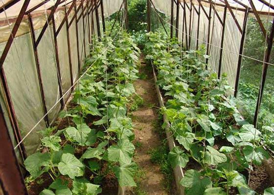 Die rechtzeitige Versorgung für Gurken im Gewächshaus liefern frühe und reichliche Ernte