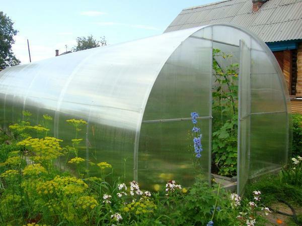 Greenhouse Siberian Suite and Premium are very reliable and durable