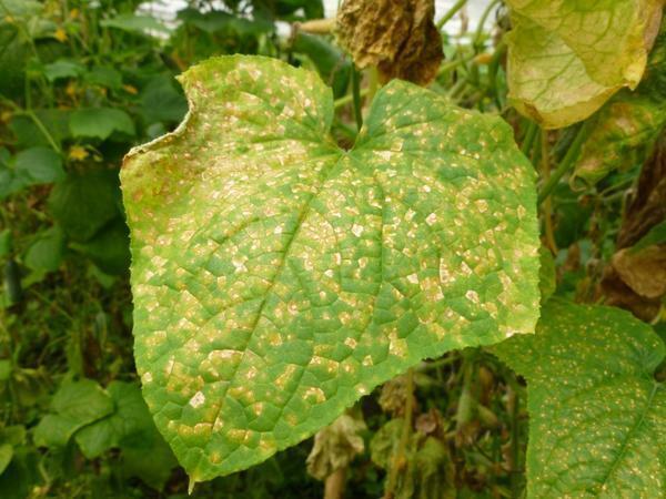 As a rule, powdery mildew on cucumbers appears due to high humidity in the greenhouse