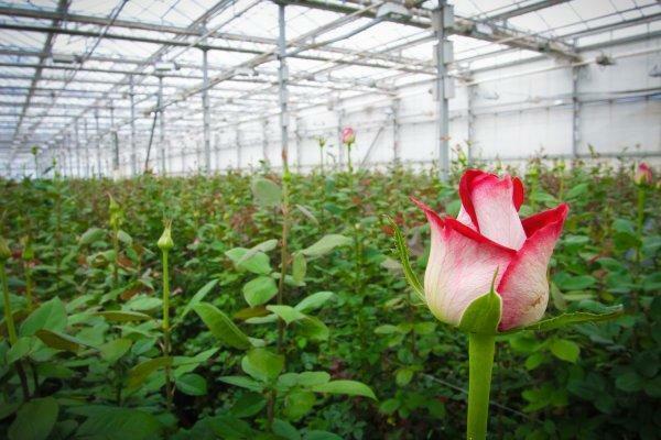There are several ways to inoculate roses