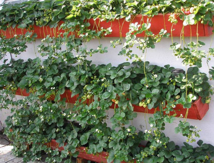 Die vertikale Bauweise spart Platz und ist geeignet für den Anbau von Blumen, Erdbeeren, Kräuter, Gemüse