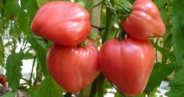 šķirņu tomātu bullish sirds ir ļoti garšīgs