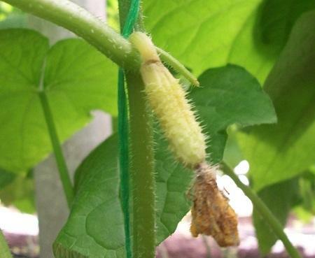 Ovary of cucumbers can turn yellow due to a lack of nutrients in the soil