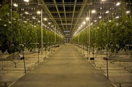 Thanks to lighting, it is possible to significantly improve the performance of the greenhouse