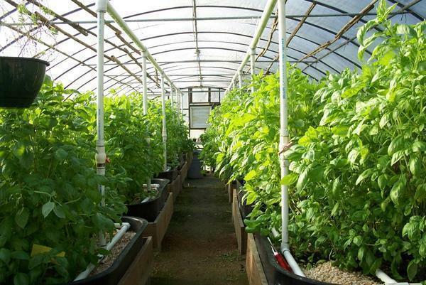 To create a smart greenhouse it is quite possible independently, if it is competent to approach its arrangement