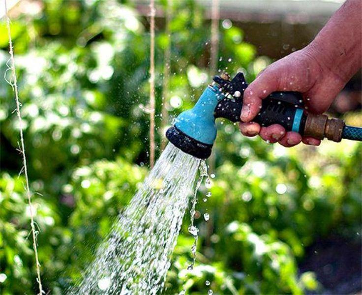 Kā ūdens gurķus siltumnīcā jāzina katram dārznieks