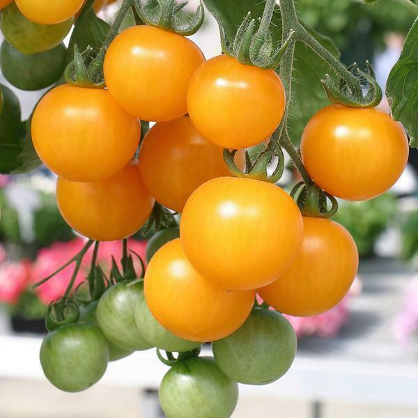 Yellow cherry is a fast-ripening variety with a fairly high yield