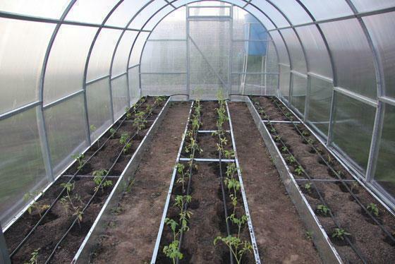 The internal structure of the greenhouse largely depends on the planted plants