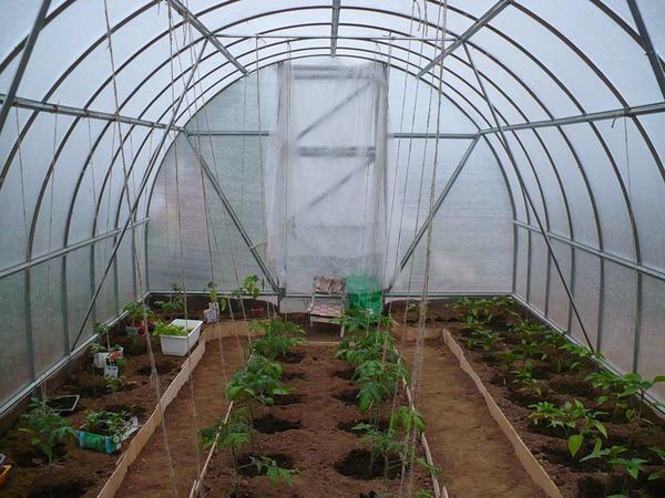 Care of seedlings in a greenhouse made of polycarbonate is to maintain a comfortable microclimate, watering and top dressing