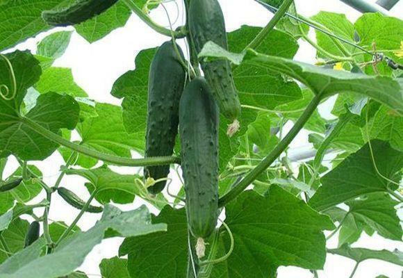 You need to know some nuances about how to grow cucumbers in winter in a greenhouse