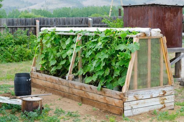 The simplest greenhouse of wood will allow the owners to eat vegetables at an earlier time