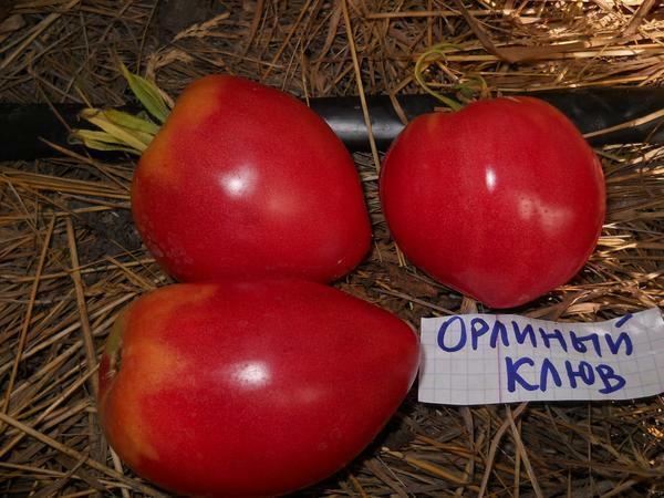 Tomate Eagle cioc - una dintre cele mai populare soiuri de tomate poludeterminantnyh
