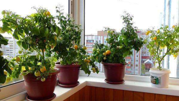 Well-maintained tomato looks no worse than other indoor plants