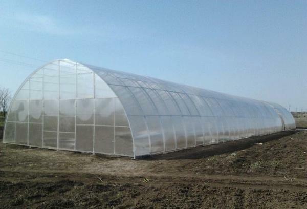 Practical and convenient is a standard greenhouse of 20 meters