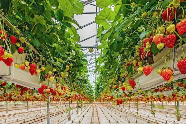 Für den Anbau von Erdbeeren runden das ganze Jahr wird empfohlen, das Gewächshaus Polycarbonat zu verwenden,
