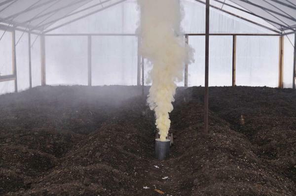 Before planting plants in the greenhouse, it should be decontaminated