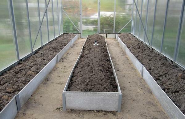Plantning forskellige afgrøder i et drivhus, overveje, om de kan sosednichat