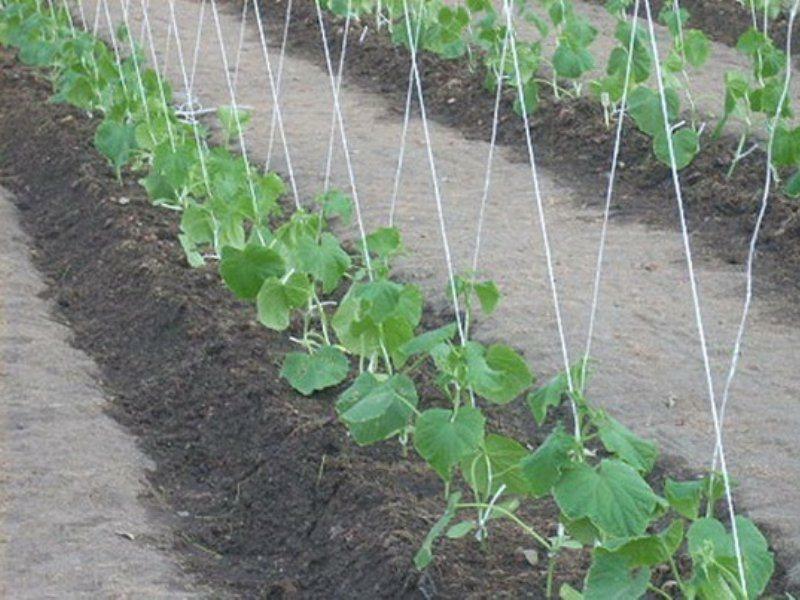 Sådan binde agurker i drivhuset: regelmæssig drivhus, video og fotos, en metode og system til planter indstillet