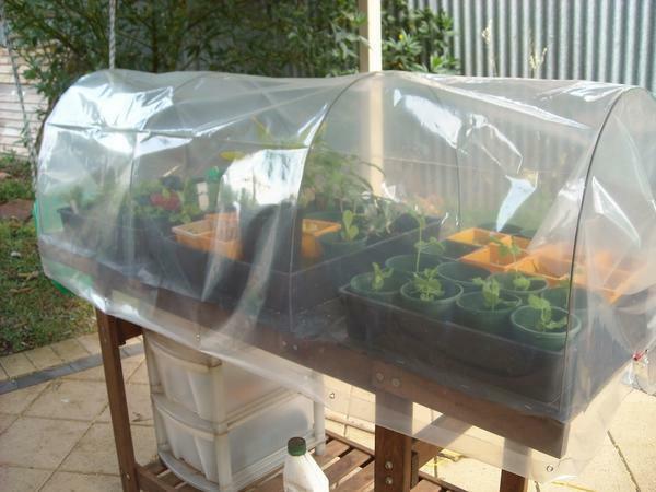 In a house greenhouse plants should be comfortable