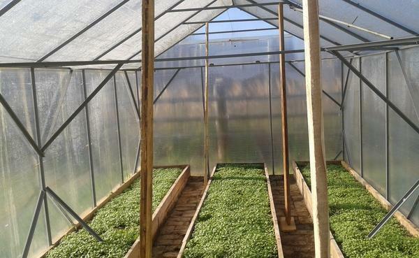 To keep the greenhouse for a long time, it should be polycarbonate or glass