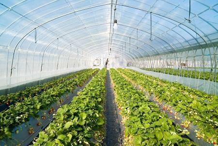 Large greenhouses are designed for growing vegetable crops for sale