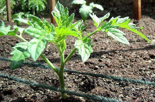 Minden kertész kell meghatároznia az időzítés ültetési növények az üvegházban