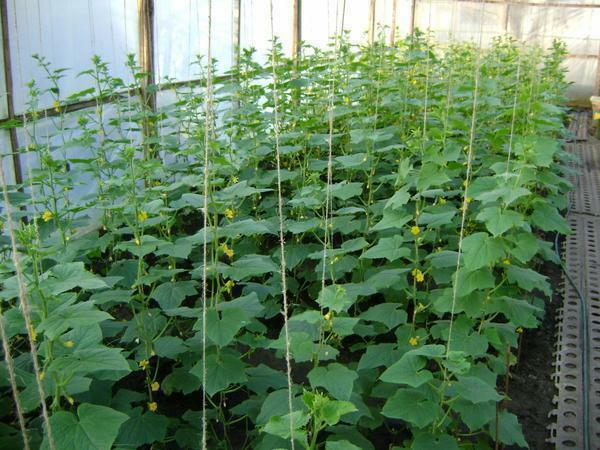Cucumbers in the greenhouse need proper care
