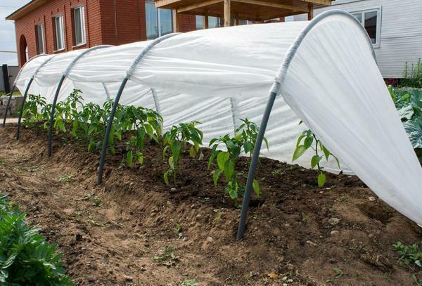 Often, garden greenhouses serve to grow small plant crops for their own consumption
