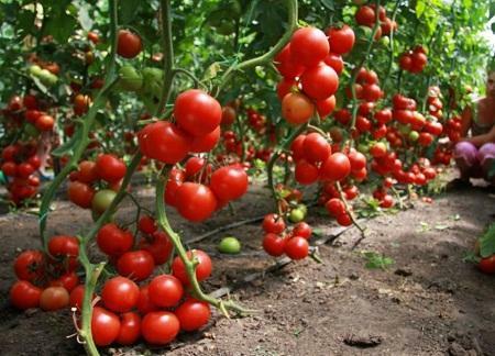 Ar Maskavas reģionā klimats ir ideāls aug lielākā tomātu šķirņu