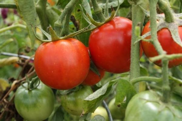Voor tomaten in de kas vereist een goede verzorging