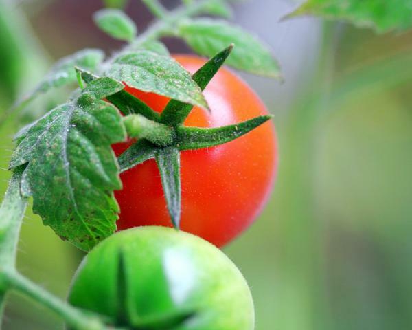 To accelerate the maturation of a tomato, they can be fed with iodine