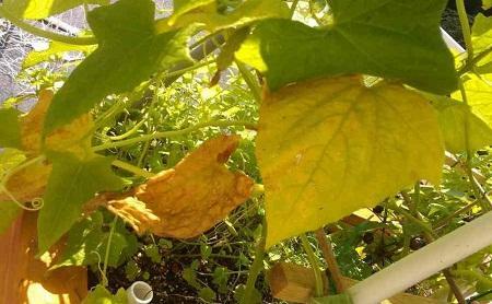 Cucumbers can turn yellow in the greenhouse due to improper care of them