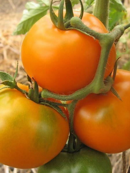 Rani sorti rajčice staklenika su obično hibrida
