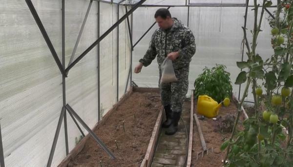 Voor het planten van de tomaat goed voorbereide grond moet worden