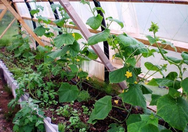Seedlings cucumbers should be placed in such a way that the earthen lump was a couple of centimeters above the ground level