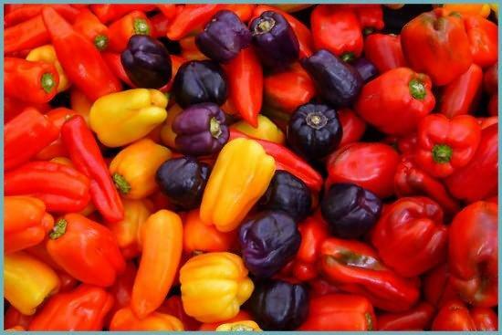 Slatka paprika - južni curica, tako da posebni uvjeti trebaju biti kreirana za uzgoj