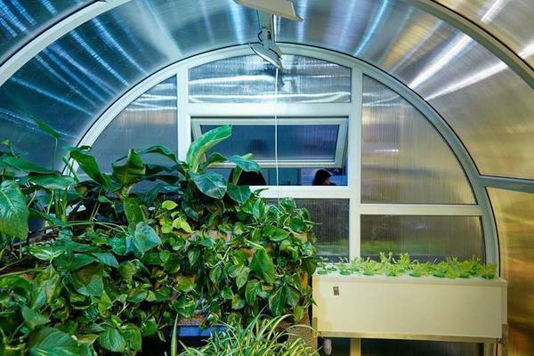 The peculiarity of smart greenhouse is that the system constantly monitors and controls all the processes in the room