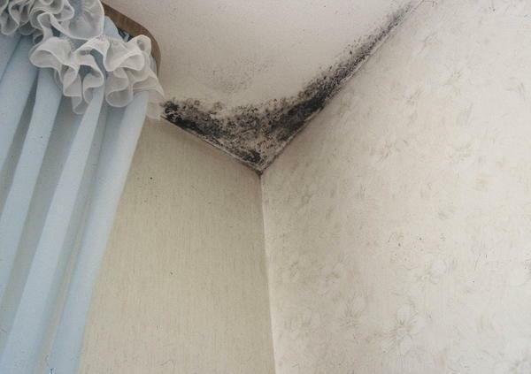 Mold is a mushroom sporiferous. Spores settle on the lungs. Lungs are dirty - the appearance of diseases