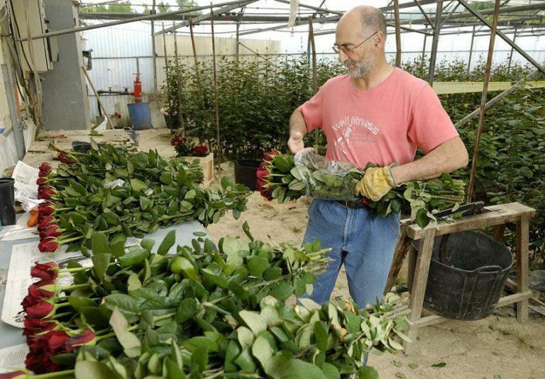 El cultivo de rosas en un invernadero para la venta: Las flores y los negocios, petunias y jacintos de vídeo forzando el 8 de marzo, el plan