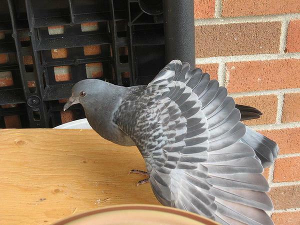 Do not allow pigeons on the balcony can be various methods