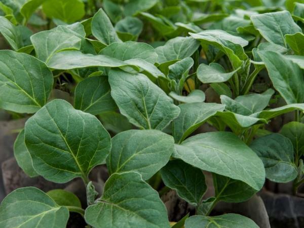Improper organization of conditions for the growth of eggplant seedlings can lead to her illnesses and even death
