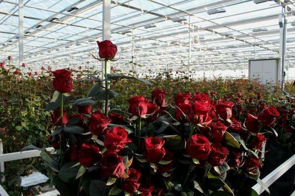 El negocio del cultivo de rosas, se puede empezar en su propio sitio, rellenando como una tierra de jardín privado