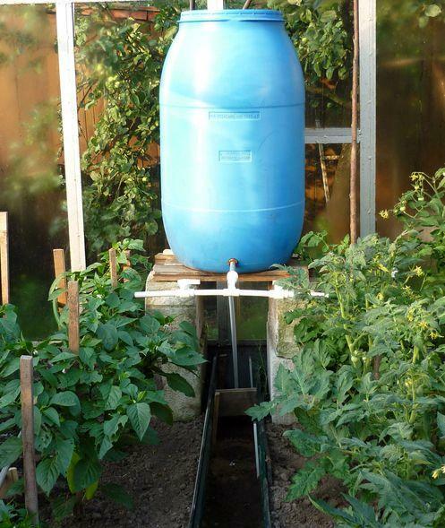 Drip irrigation from a barrel for a greenhouse is a reliable way to greatly simplify the care of plants